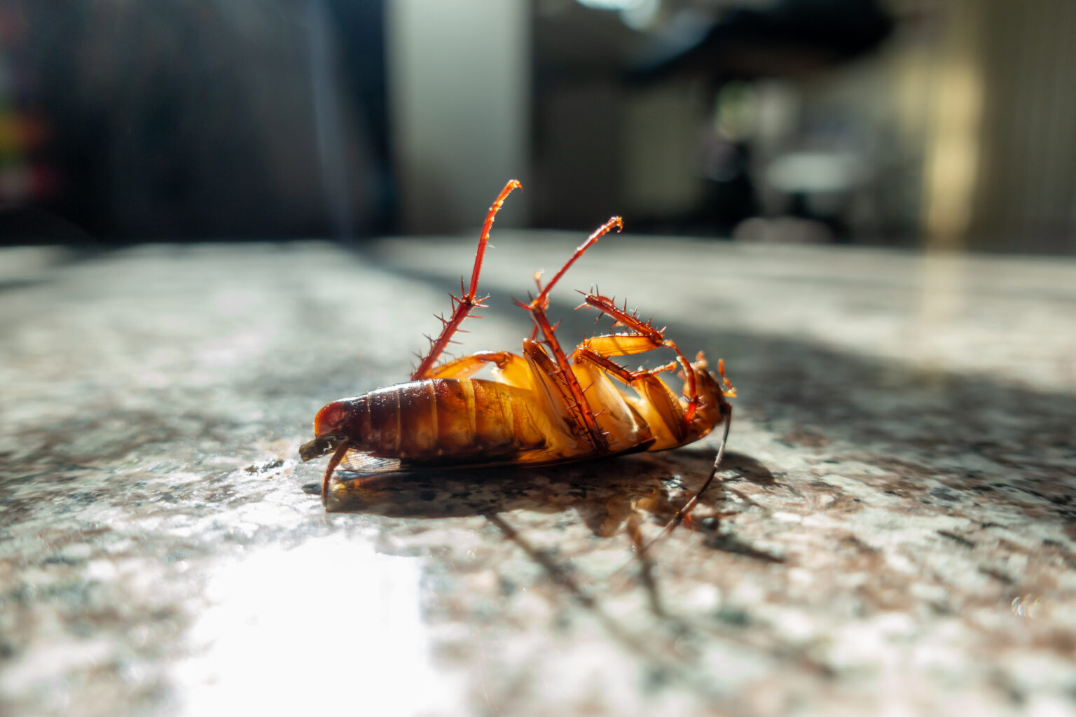 Cockroach eliminated after treatment