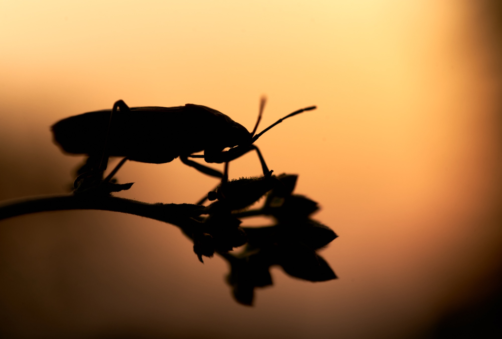 Insect silhouette at sunset